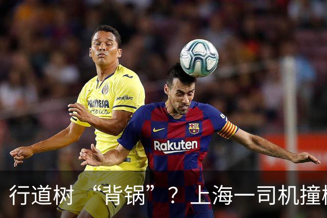 行道树 “背锅”？上海一司机撞树后主张树木全责，结果来了